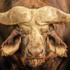 Buffalo Close Up Diamond Painting