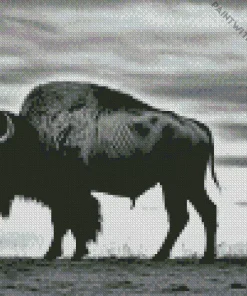 Buffalo Silhouette Diamond Painting