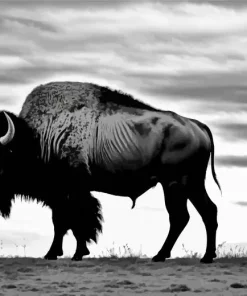 Buffalo Silhouette Diamond Painting