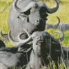Buffaloes Diamond Painting