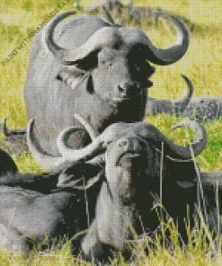 Buffaloes Diamond Painting