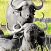 Buffaloes Diamond Painting