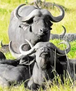 Buffaloes Diamond Painting