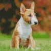 Bull Terrier Diamond Painting