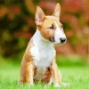 Bull Terrier Diamond Painting