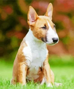 Bull Terrier Diamond Painting
