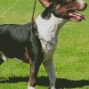 Bull Terrier Dog Diamond Painting