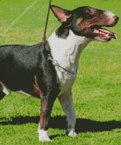 Bull Terrier Dog Diamond Painting