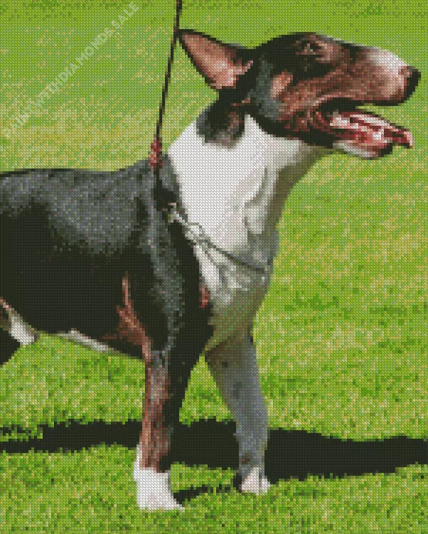Bull Terrier dog Diamond By Numbers Bull Terrier Dog Diamond Painting