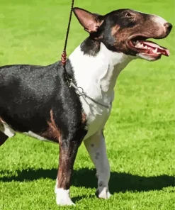 Bull Terrier Dog Diamond Painting