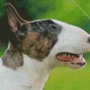 Bull Terrier Head Diamond Painting