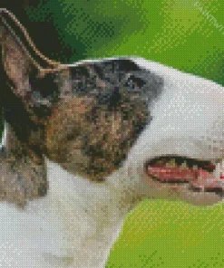Bull Terrier Head Diamond Painting