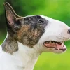 Bull Terrier Head Diamond Painting