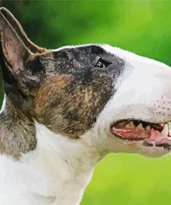 Bull Terrier Head Diamond Painting