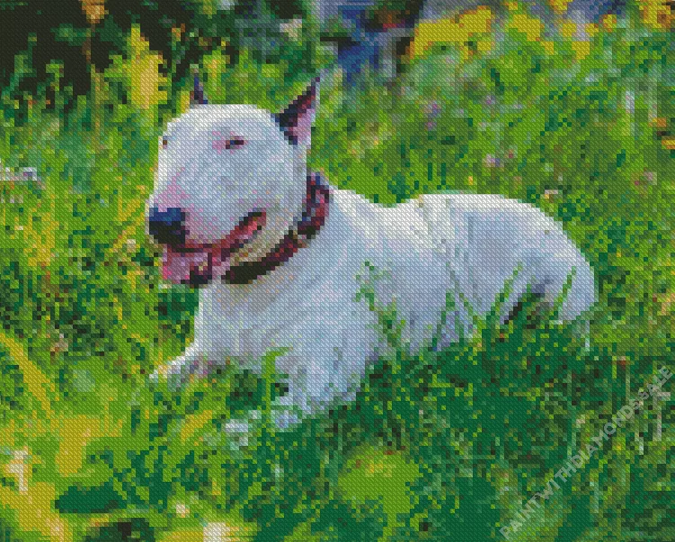 Bull Terrier in grass Diamond By Numbers Bull Terrier In Grass Diamond Painting