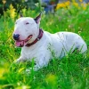 Bull Terrier In Grass Diamond Painting