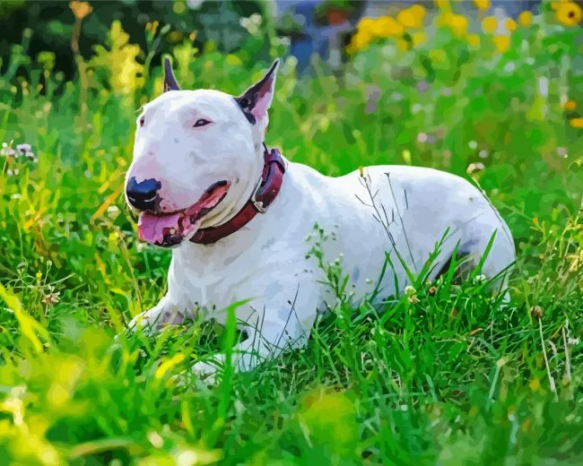 Bull Terrier in grass Diamond Paintings Bull Terrier In Grass Diamond Painting