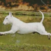 Bull Terrier Playing Diamond Painting