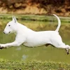 Bull Terrier Playing Diamond Painting