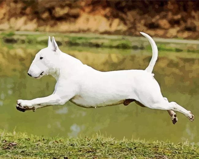 Bull Terrier playing Diamond Paintings Bull Terrier Playing Diamond Painting