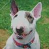 Bull Terrier Smiling Diamond Painting