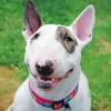 Bull Terrier Smiling Diamond Painting