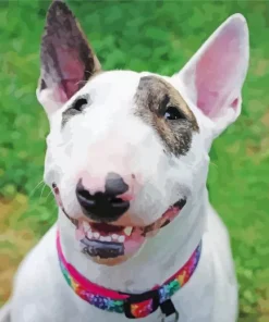 Bull Terrier Smiling Diamond Painting