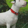 Bull Terrier With Red Tie Diamond Painting