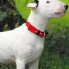 Bull Terrier With Red Tie Diamond Painting