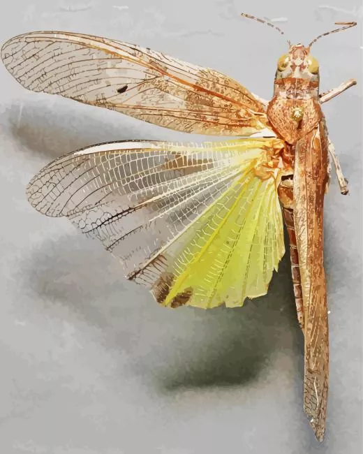 California Central Valley Grasshopper Diamond Paints California Central Valley Grasshopper Diamond Painting