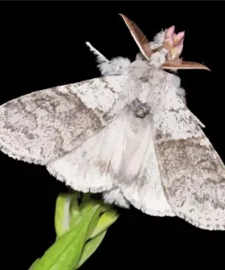 Calliteara Pudibunda Diamond Painting