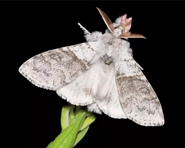 Calliteara pudibunda Diamond Paints Calliteara Pudibunda Diamond Painting