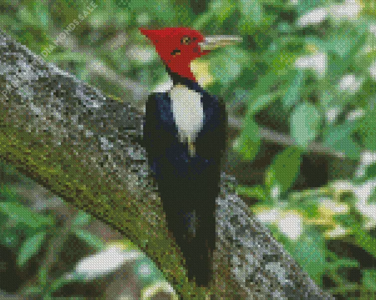 Campephilus Diamond By Numbers Campephilus Diamond Painting