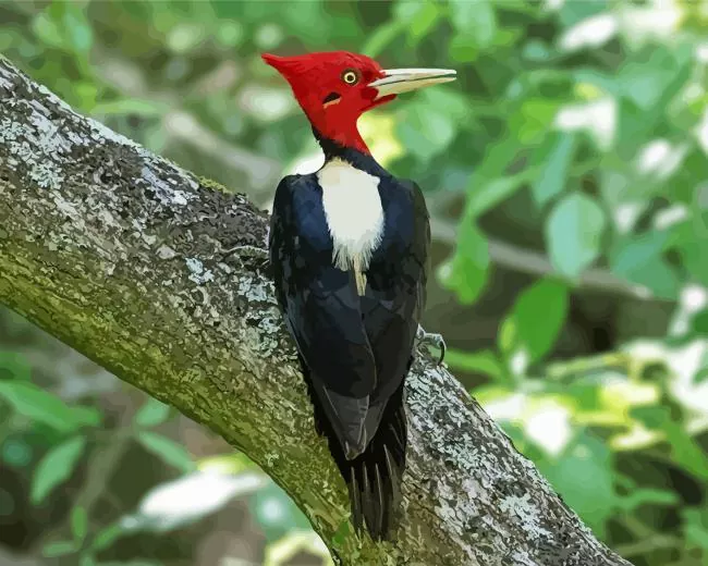 Campephilus Diamond Paints Campephilus Diamond Painting