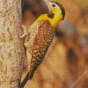 Campo Flicker Diamond Painting