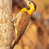 Campo Flicker Diamond Painting