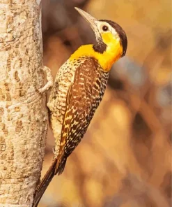 Campo Flicker Diamond Painting