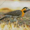 Campo Flicker Bird Diamond Painting
