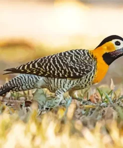 Campo Flicker Bird Diamond Painting