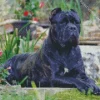 Cane Corso Dog Art Diamond Painting