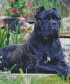 Cane Corso Dog Art Diamond Painting