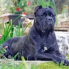Cane Corso Dog Art Diamond Painting