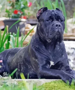 Cane Corso Dog Art Diamond Painting