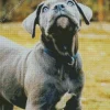 Cane Corso Head Diamond Painting