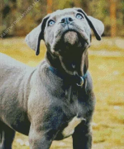 Cane Corso Head Diamond Painting