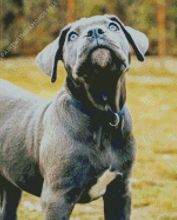 Cane Corso head Diamond Dotz Cane Corso Head Diamond Painting