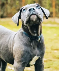Cane Corso Head Diamond Painting