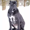 Cane Corso In Snow Diamond Painting