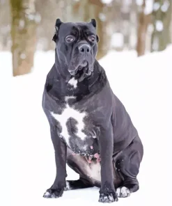 Cane Corso In Snow Diamond Painting