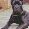 Cane Corso Sitting Diamond Painting